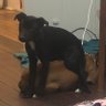 Duke's profile picture