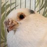 🕊㌠🦆㌠🪿㌠'s profile picture