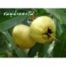 Фото профиля หอมจังครับlll