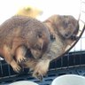 よつば 的头像
