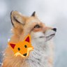 🦊's profile picture