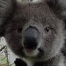 Koala's profile picture