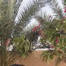 مـحـمـد's profile picture