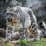 ABHI profil fotoğrafı