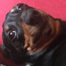 Doxiegirl's profile picture