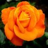 Elizabeth Johnson's profile picture