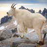 Mountain Goat Capital 的头像