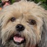 Bailey Yankee profil fotoğrafı