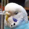 🦉🐣ねむこ🐣🕊's profile picture