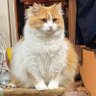 Profilbild von ティ狼F