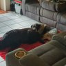 Mojothewonderdog profil fotoğrafı