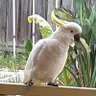 Flybeaver profil fotoğrafı