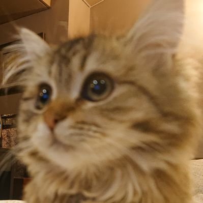 遠藤静代 <みらい動物病院&保護ハウス>'s profile picture