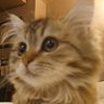 Profilbild von 遠藤静代 <みらい動物病院&保護ハウス>