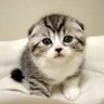 Profilbild von まるねこ