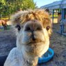 Hilarious Delirium's profile picture