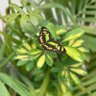 Nature profil fotoğrafı
