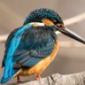 Фото профиля うみ猫