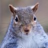 HH🐿🇺🇸🐾 profil fotoğrafı