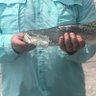 The Ministry of Trout 的头像