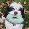 Profilbild von frisbeechampionpuppy