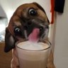 Steve Bond's profile picture