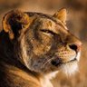 SkyeESA BTC🇸🇻's profile picture