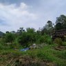 Фото профиля Agrofloresta ou nada