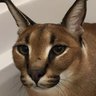 Pide's profile picture