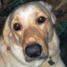 Ollie the Lab profil fotoğrafı
