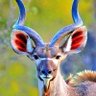 Profilbild von أبو حارث