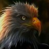 Soaring Jake profil fotoğrafı