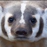 Badger Smith 的头像