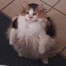 mr. shmugglebops profil fotoğrafı