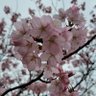 Фото профиля kumi（機種変後の）