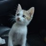 Tawarat เทอดทูน ชาติ ศาสนา พระมหากษัตริย์'s profile picture