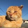 Profilbild von #Felis catus 🐾