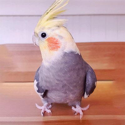 もねこ's profile picture