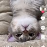 おもち profil fotoğrafı