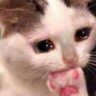 uwu 的头像