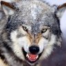 Profilbild von Fenrir