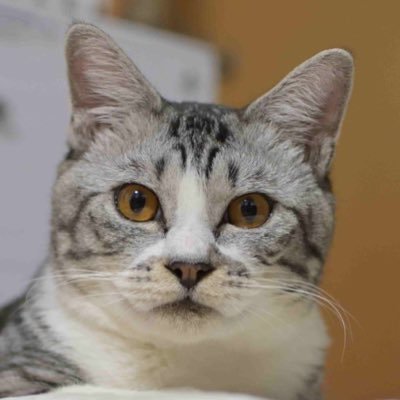 sabatoraharu's profile picture
