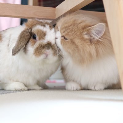 さくら's profile picture