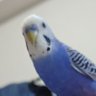 Profilbild von アシ