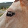 Profilbild von HorsePuckers