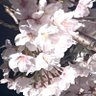 たかチン profil fotoğrafı