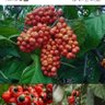 Uganda motherland profil fotoğrafı