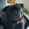 Octavio Pug 的头像