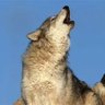 Фото профиля wolfie_b9