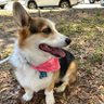 Profilbild von Corgimomfromga
